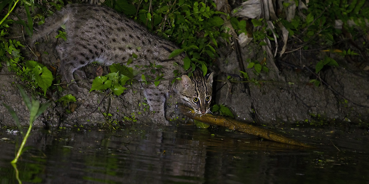 THEME 2_INCREASING UNDERSTANDING ON THE FISHING CAT