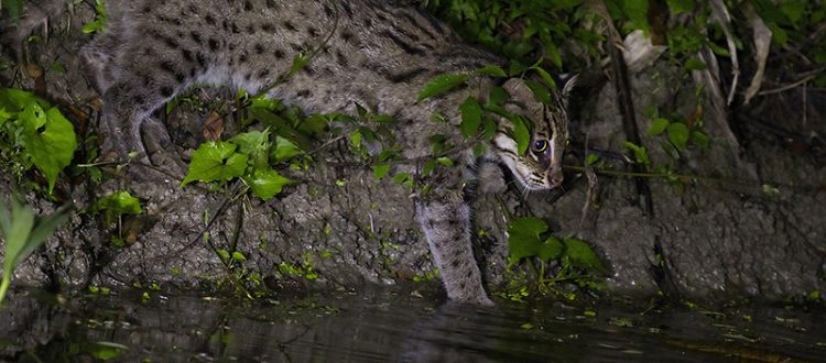 A Water Loving Cat