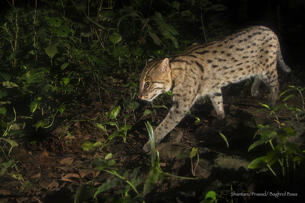 Best Fishing Cat Conservation India West Bengal Sundarbans