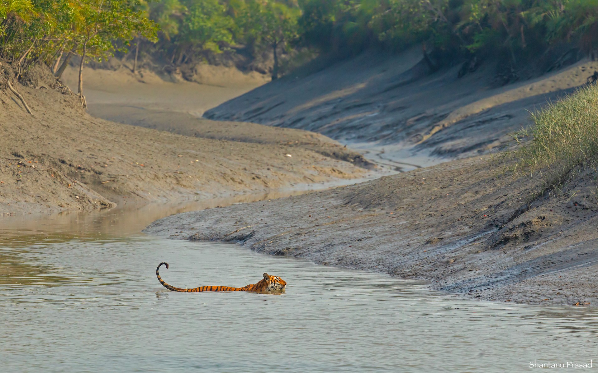 Fishing Cat Mangrove Tiger