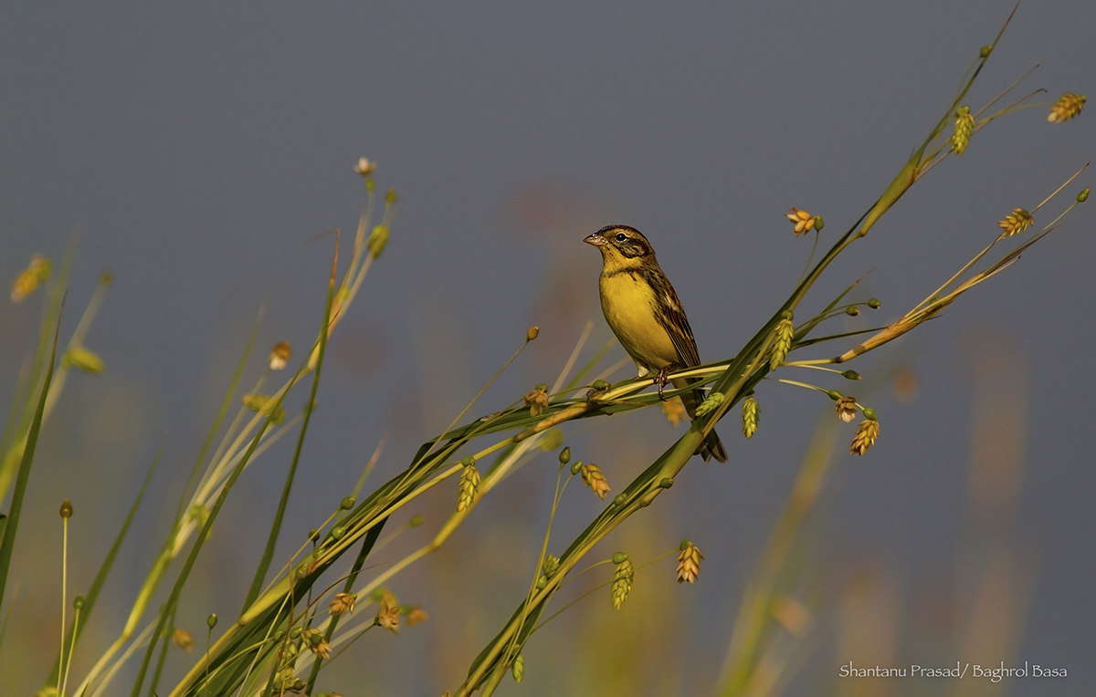 Kolkata-Howrah Birding Expeditions
